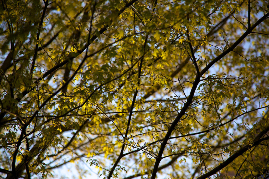 A closeup of green tree leaves in the sunlight at Palisades on Trinity
