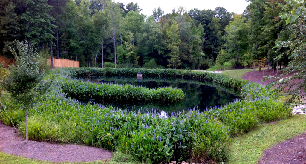 Stormwater (SCM) Device with pickle weed flowers.